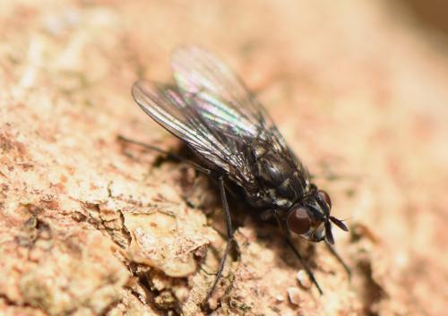 Réf. 337 055 : Limnophora riparia